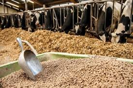 Animal Feed Exportation